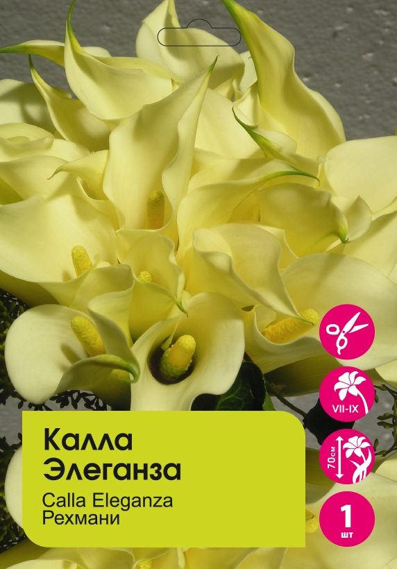 Калла Элеганза рехмани 1шт