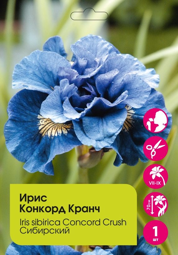 Ирис Конкорд Кранч сибирский 1шт