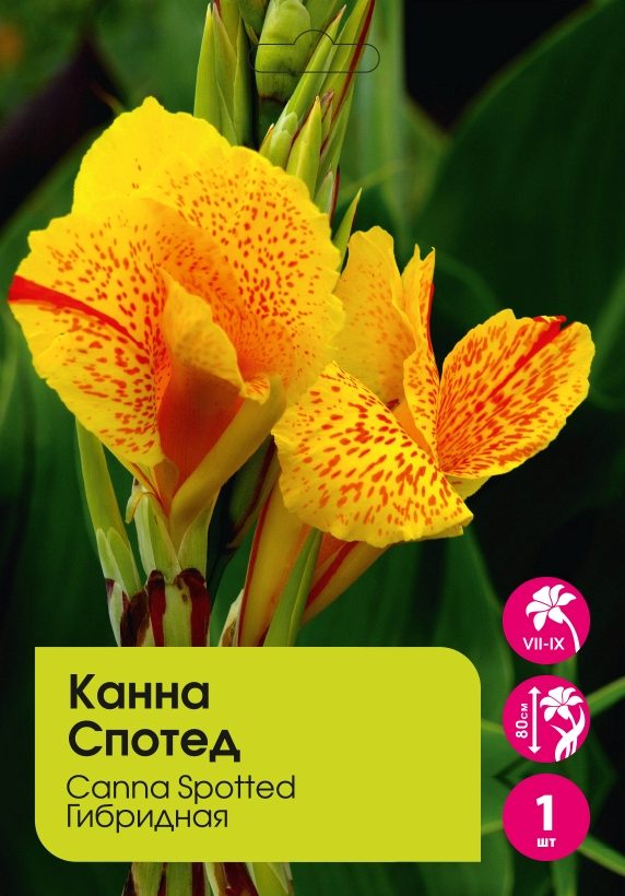 Канна Спотед 1шт