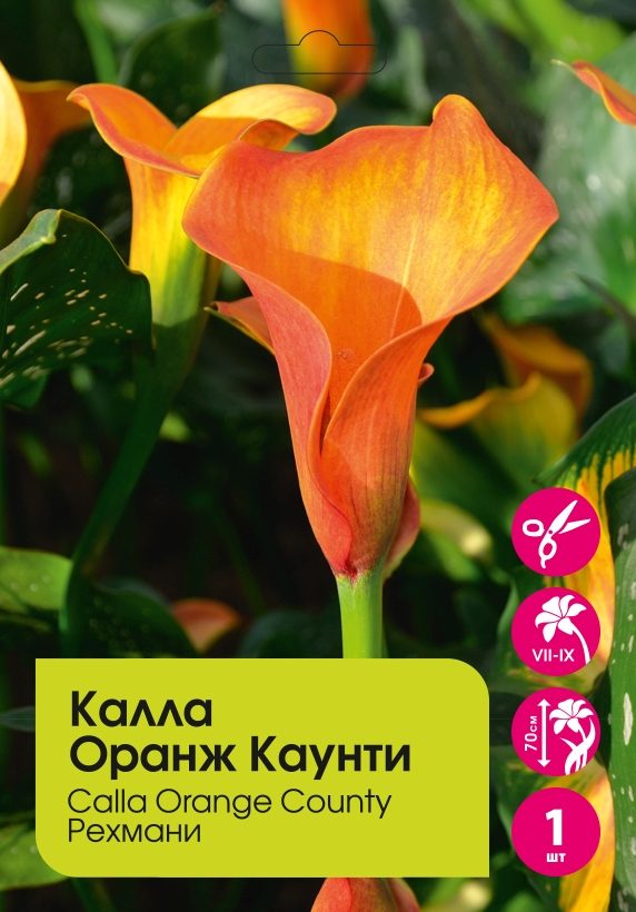 Калла Оранж Каунти 1шт