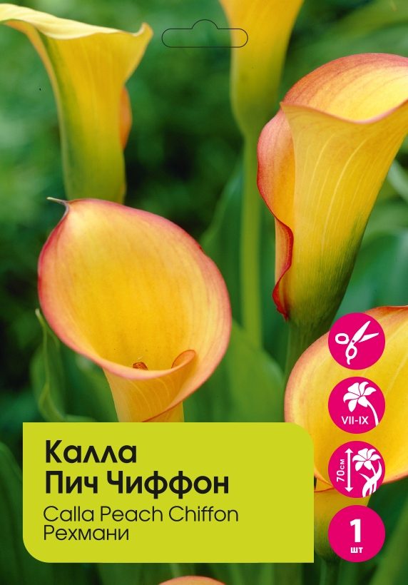 Калла Пич Чиффон рехмани 1шт