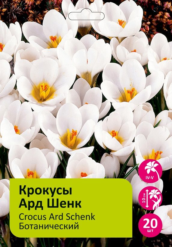 Крокусы Ард Шенк 20шт