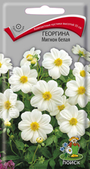 Семена георгина Мигнон белая
