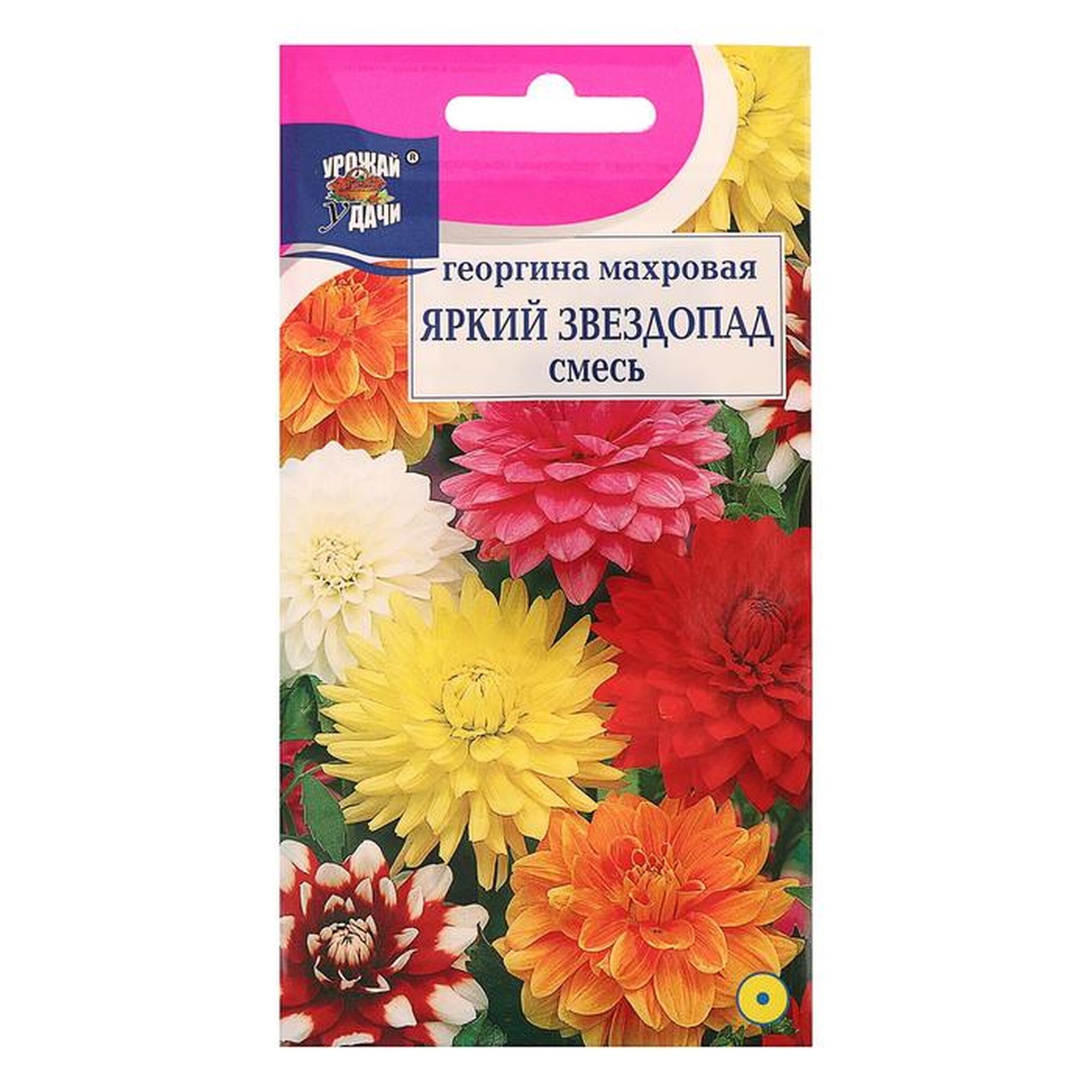 Георгина Яркий Звездопад