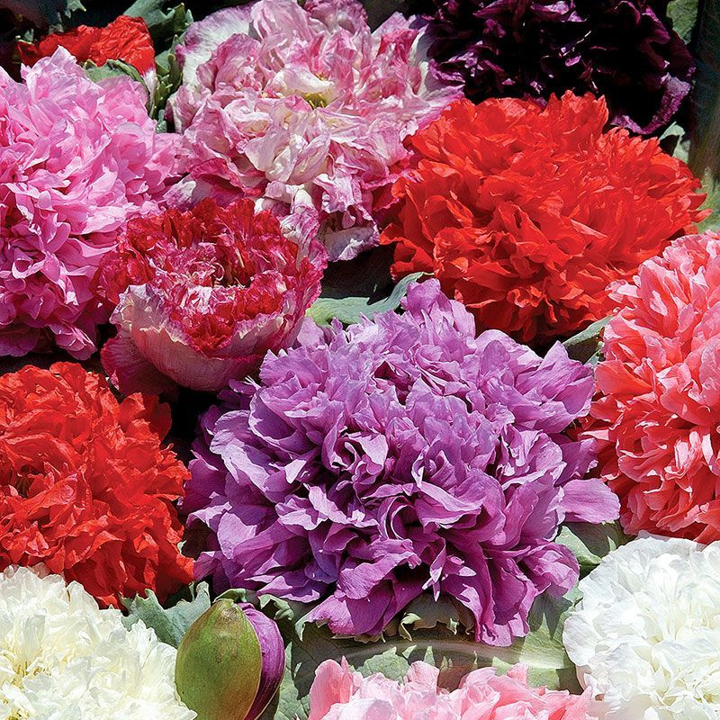 Мак Пионовидный махровый Античные оттенки престиж