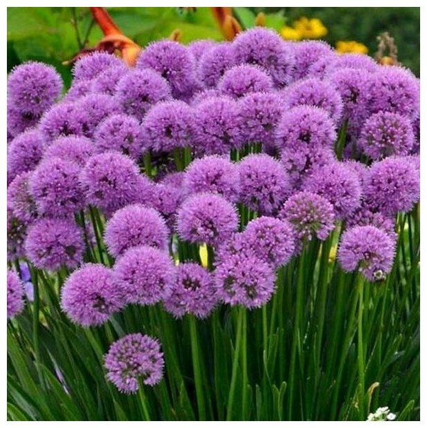 Лук спиральный декоративный Амур