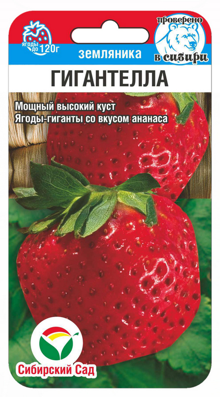 Земляника Гигантелла 10шт Сибирский сад