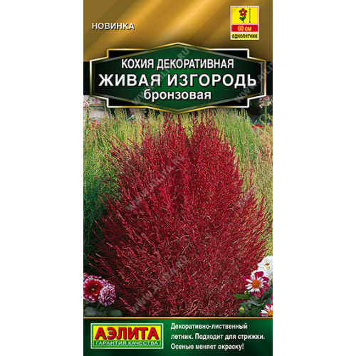 Кохия декоративная живая изгородь