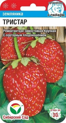 Земляника Тристар 10-15шт Сибирский сад