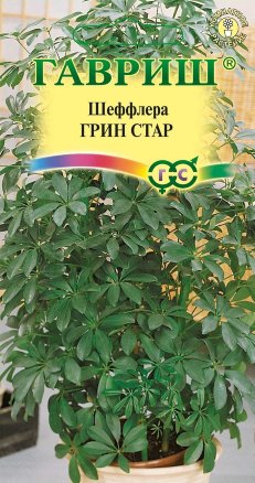Шеффлера Грин Стар 3шт
