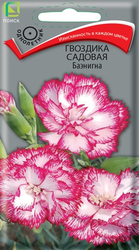 Гвоздика садовая Баэнигна 0,1гр Поиск