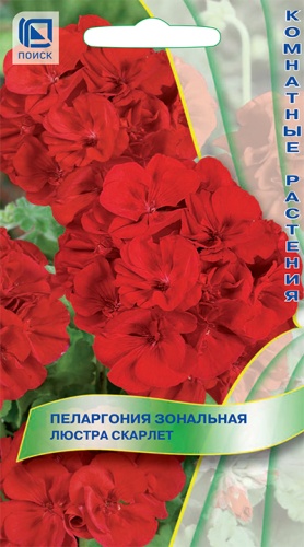 Пеларгония зональная Люстра Скарлет