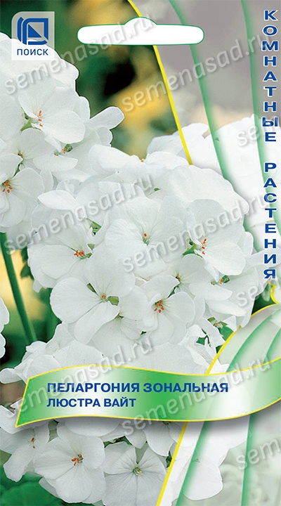 Пеларгония зональная Люстра ВАйт