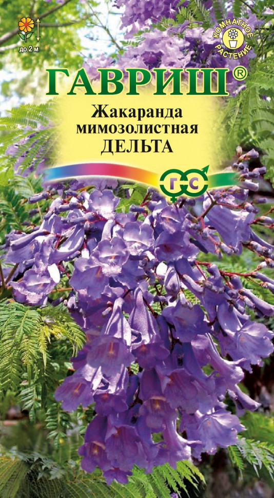 Жакаранда Дельта 3шт ГШцветы