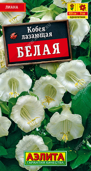 Кобея белая, 5 шт., Аэлита, цвет, спецпредложение