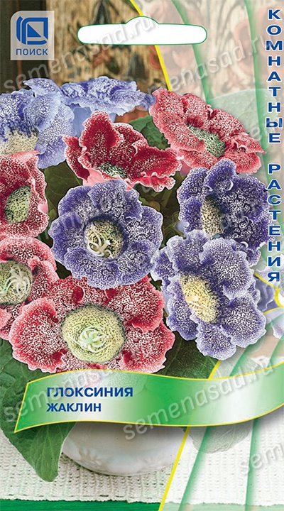 Глоксиния Жаклин Поиск