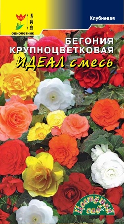 Бегония крупноцветковая Идеал смесь10шт