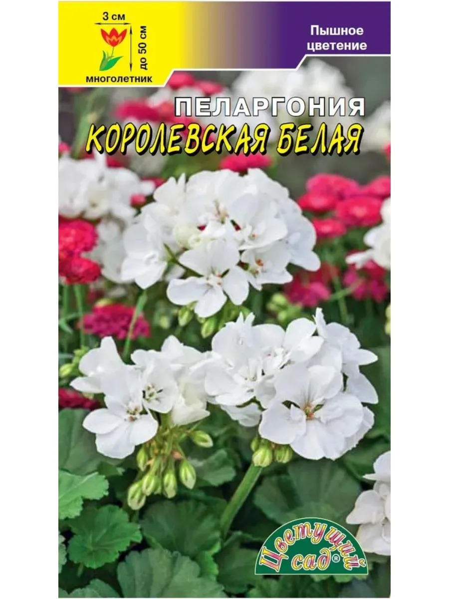 Пеларгония Королевская Белая 0,02