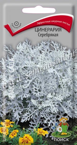 Цинерария(Крестовник) Серебряная 0,2гр ПЦц