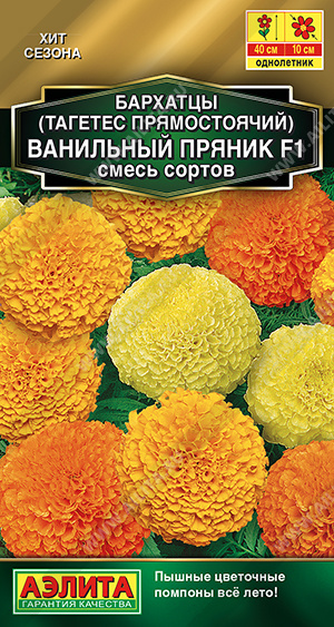 Бархатцы Ванильный пряник 5шт