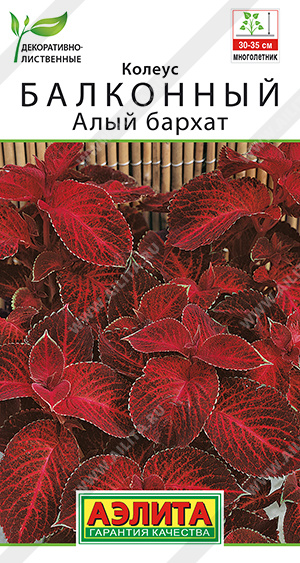 Колеус Алый бархат 5шт Аэлита