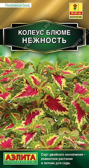 Колеус Нежность Блюме 5шт Аэлита