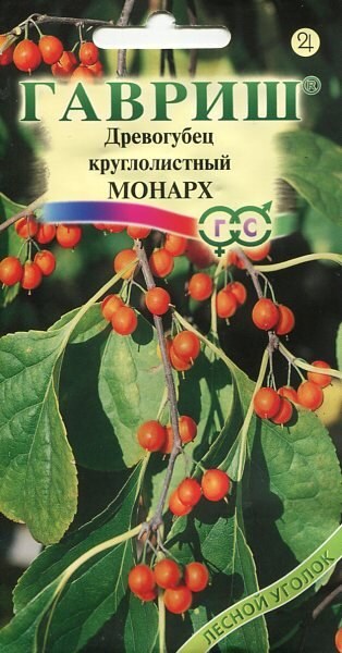 Древогубец круглолистный Монарх 0,2/20, ГШцветы СС