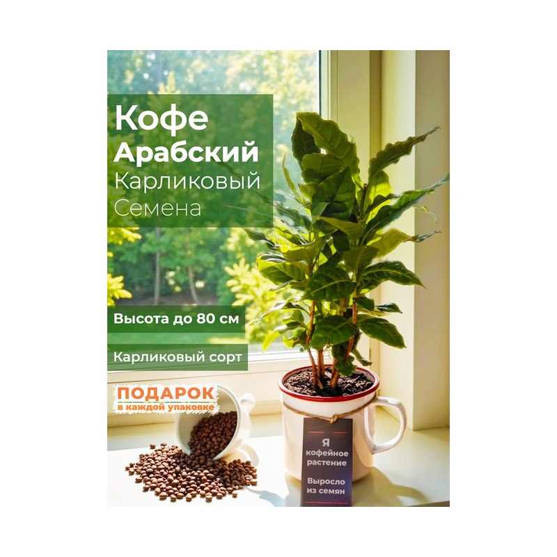 Кофе аравийский карликовый Альберт 5шт