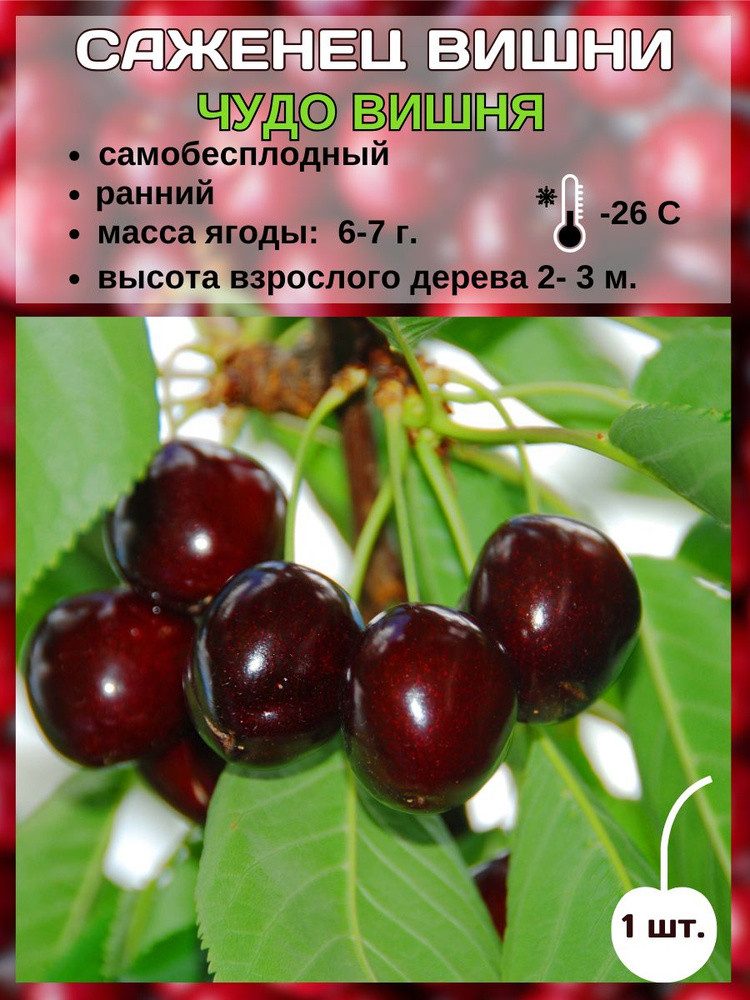 Вишня Чудо-вишня 1 шт