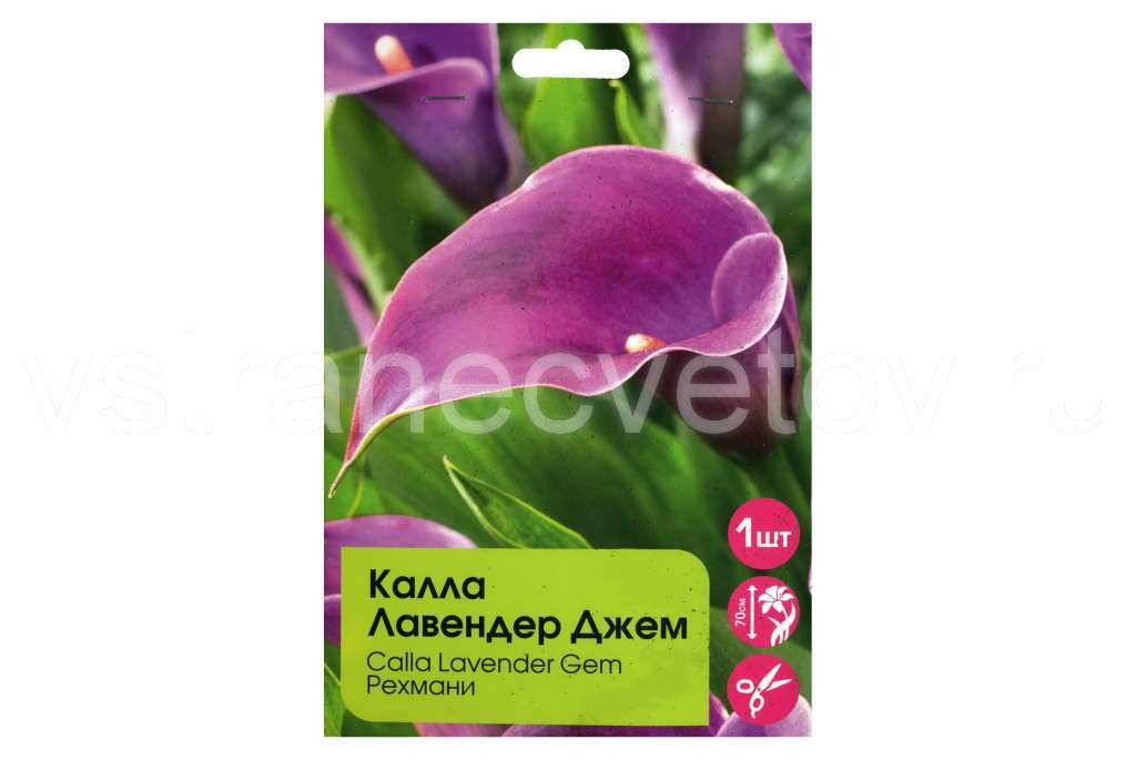 Калла Лавендер Джем 1шт 14/18