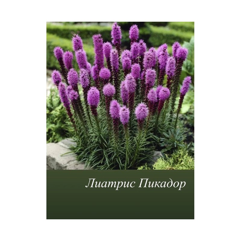 Лиатрис Пикадор 0,1гр ГШ