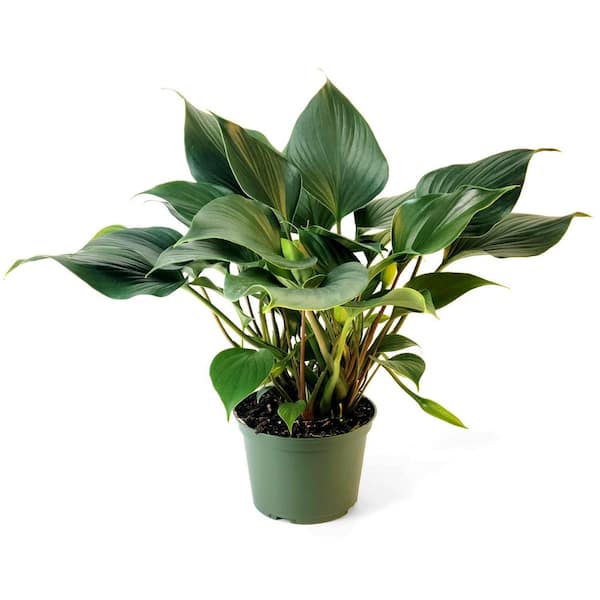Растение декоративное Planten Gem (d9 h35)