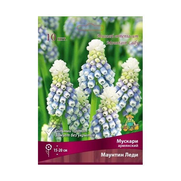 Луковицы мускари Armeniacum d12 h15