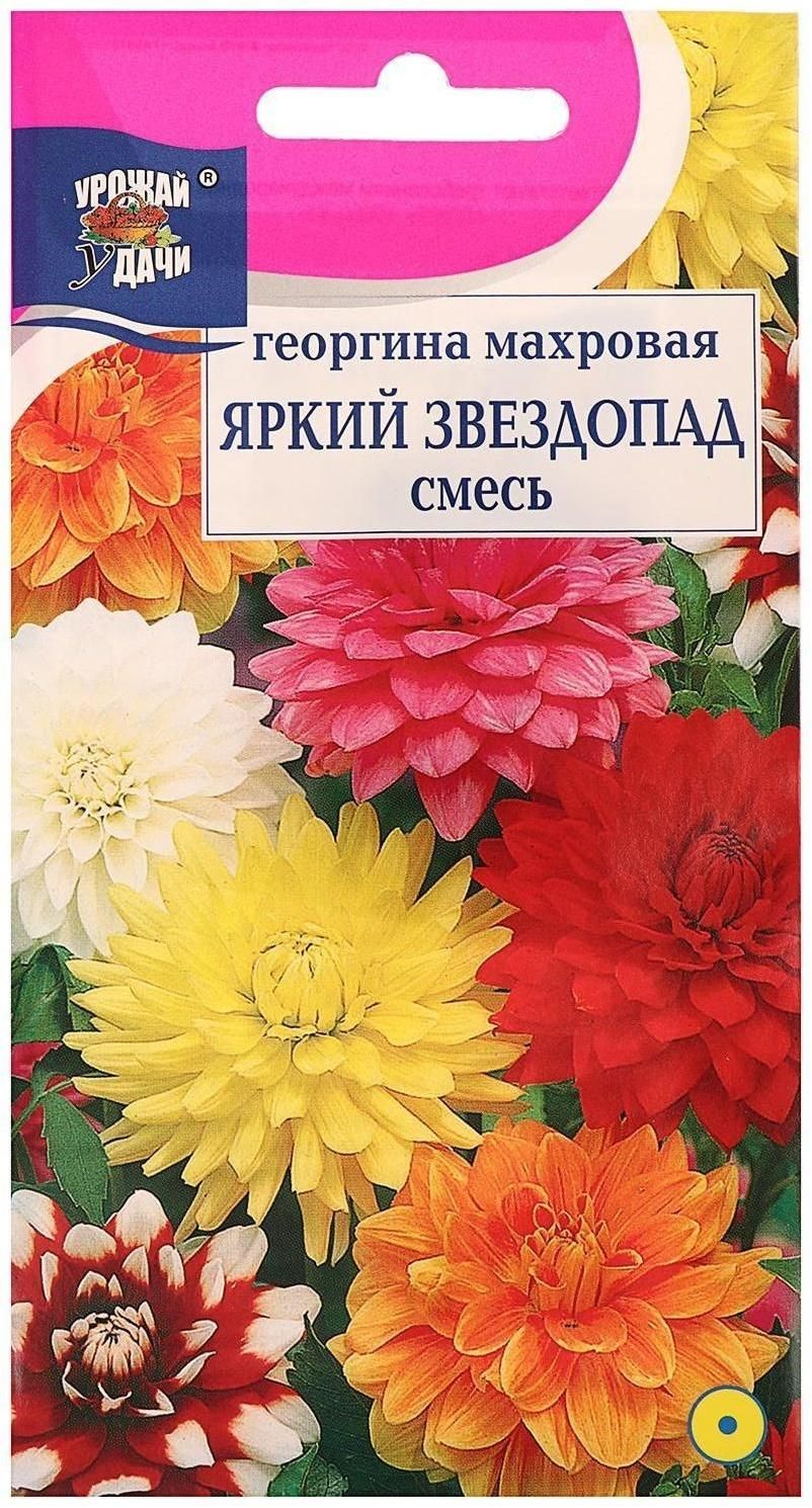 Георгина Яркий Звездопад