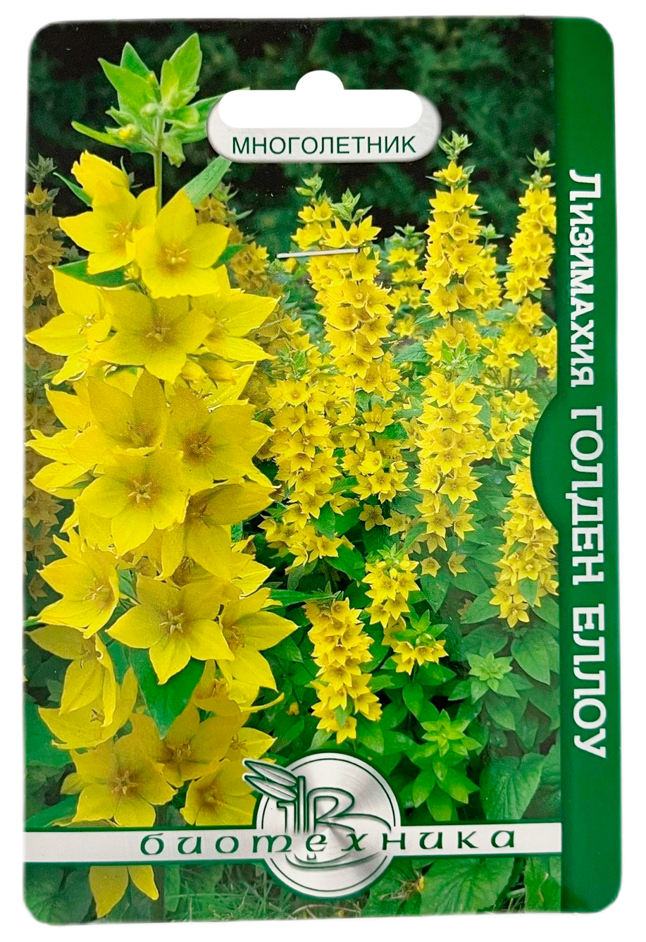 Лизимахия Golden Yellow 80шт